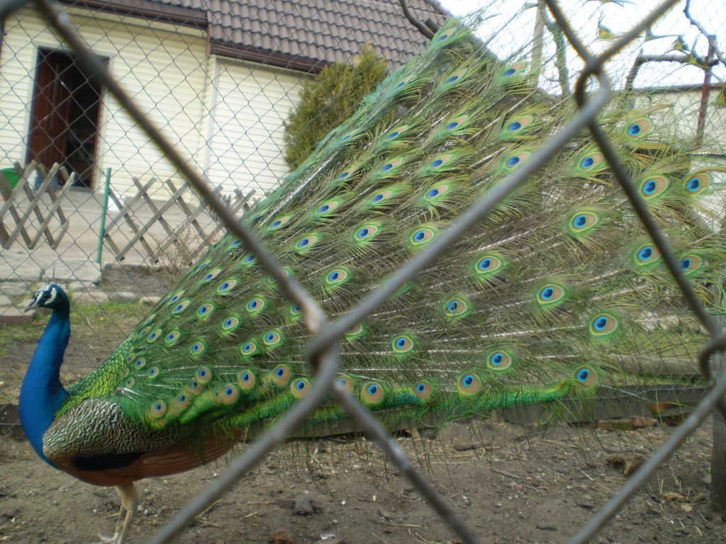 P1011214